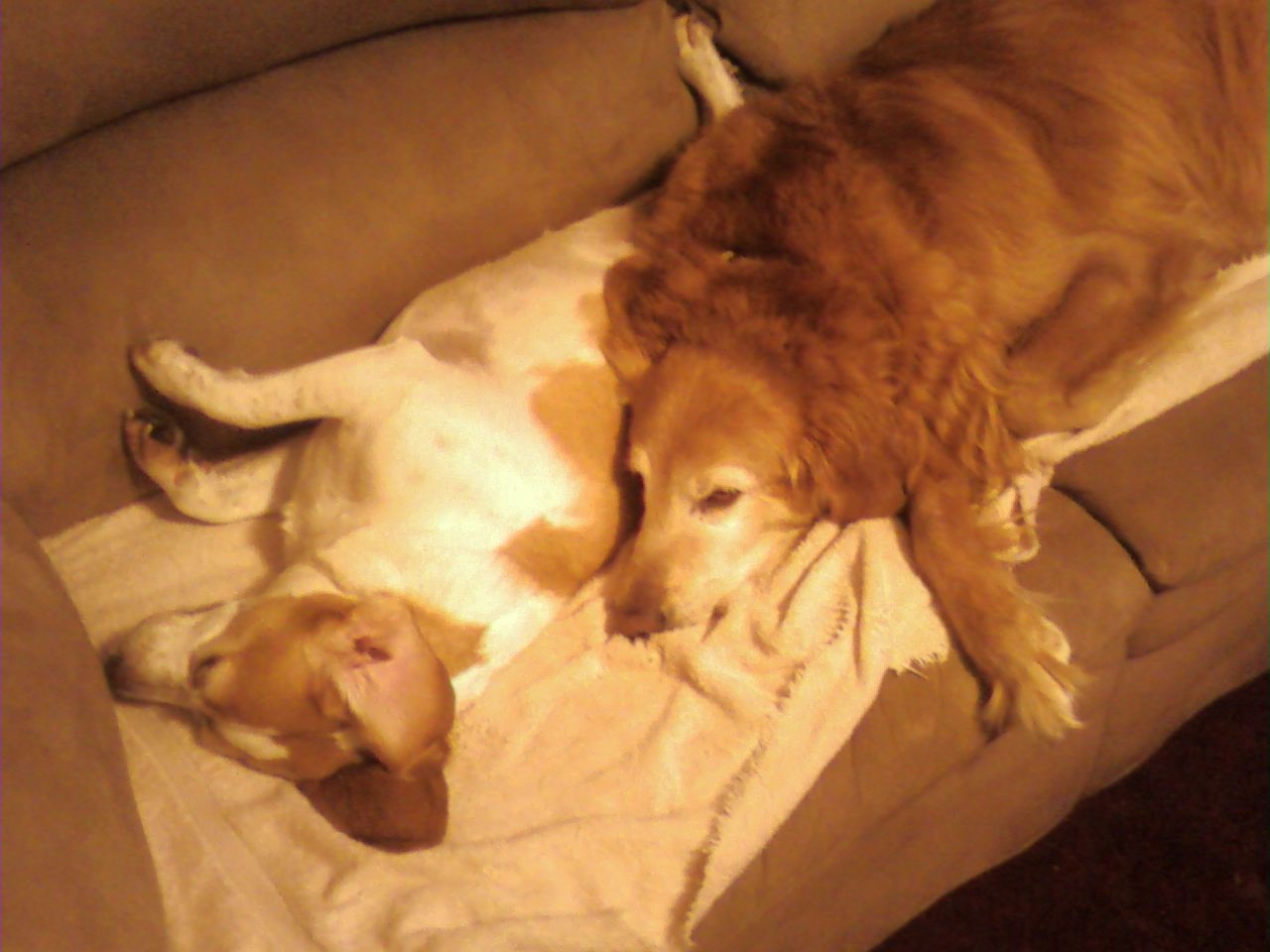 [dogs+life.JPG]
