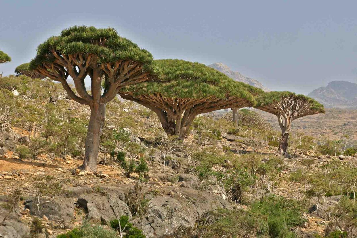 [DragonsBloodTreesRFP.jpg]