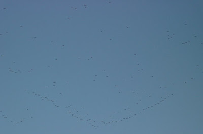 [Morning flight of gulls at midtown Omaha, March 19, 2009 morning]