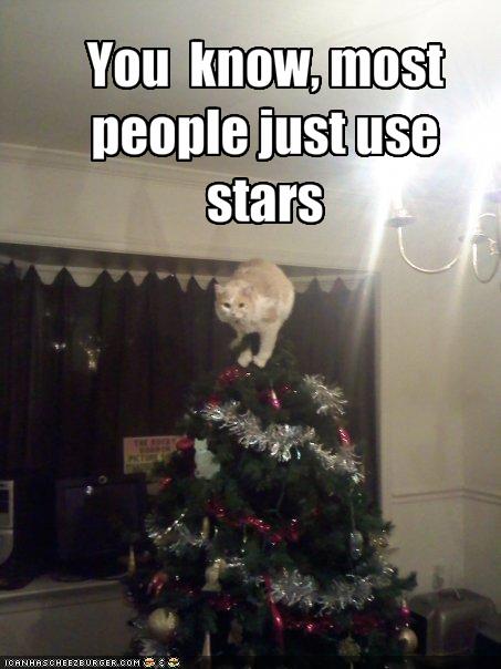 funny pictures cat climbs the christmas tree Christmas Cats Picture Gallery Holiday Cats Enjoying the Winter