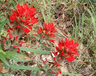 Indian Paintbrush wildflowers Stebbins Cold Canyon Reserve, Solano County, California