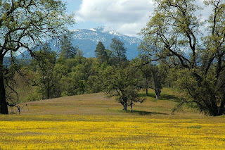Yellowray Goldfields wildflowers in Indian Valley