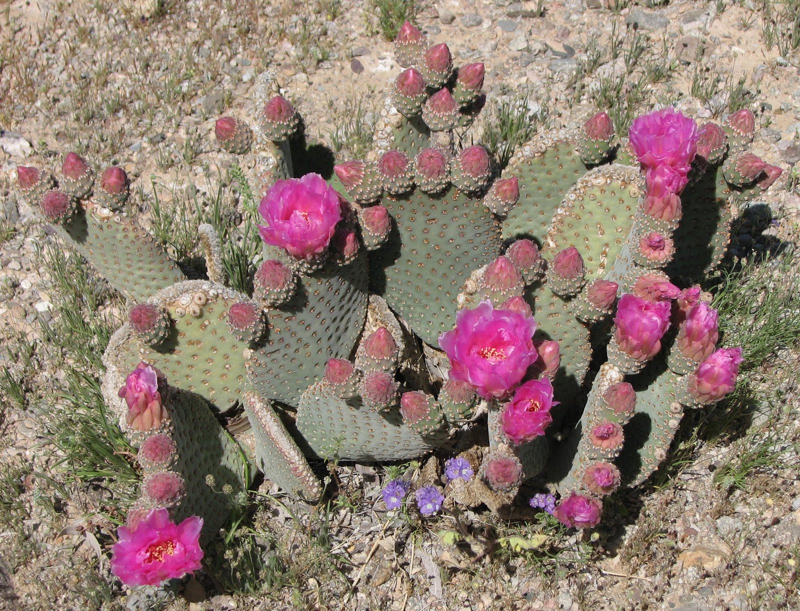 RV Chuckles Arizona Desert Flowers