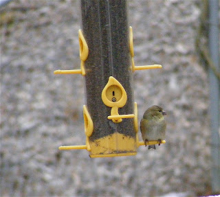 world bird sanctuary molting in songbirds world bird sanctuary molting in songbirds