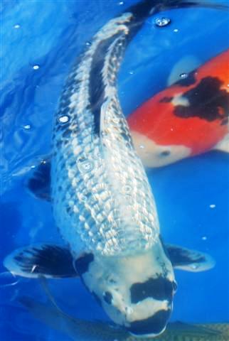 [ginrin+matsukawabake.jpg]