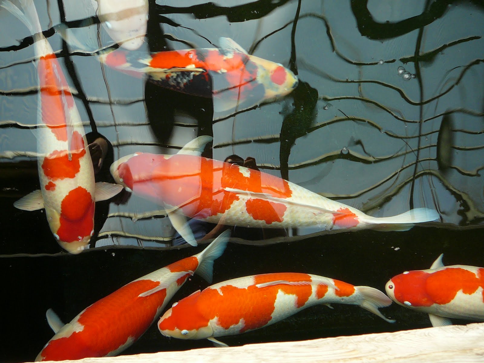 [27_oktober_Koi_reis_Japan_534.JPG]