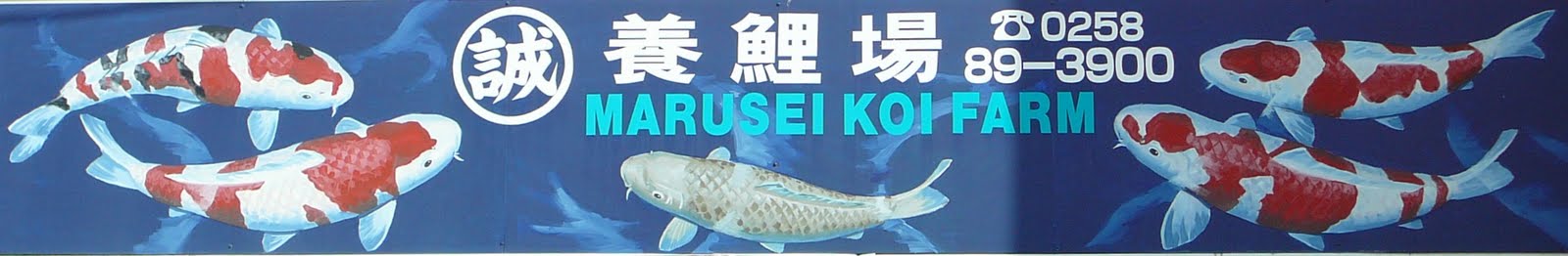 [27_oktober_Koi_reis_Japan_191.JPG]