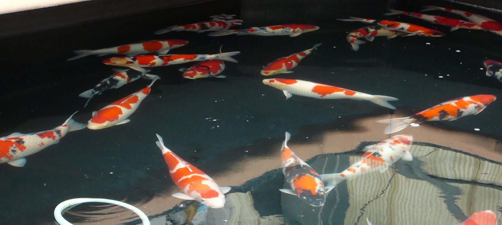 [27_oktober_Koi_reis_Japan_292.JPG]