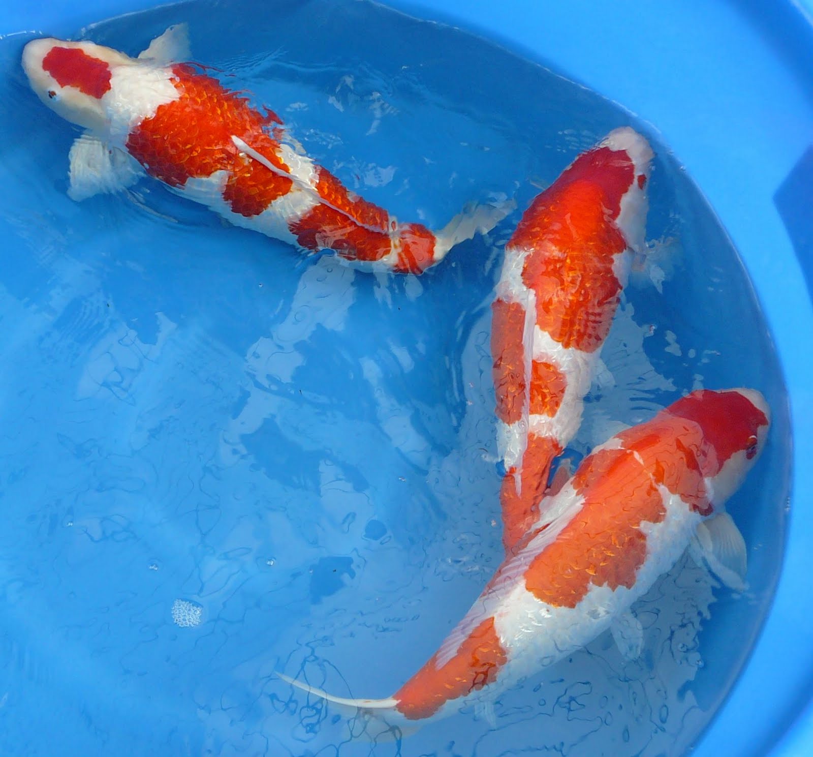 [27_oktober_Koi_reis_Japan_229.JPG]