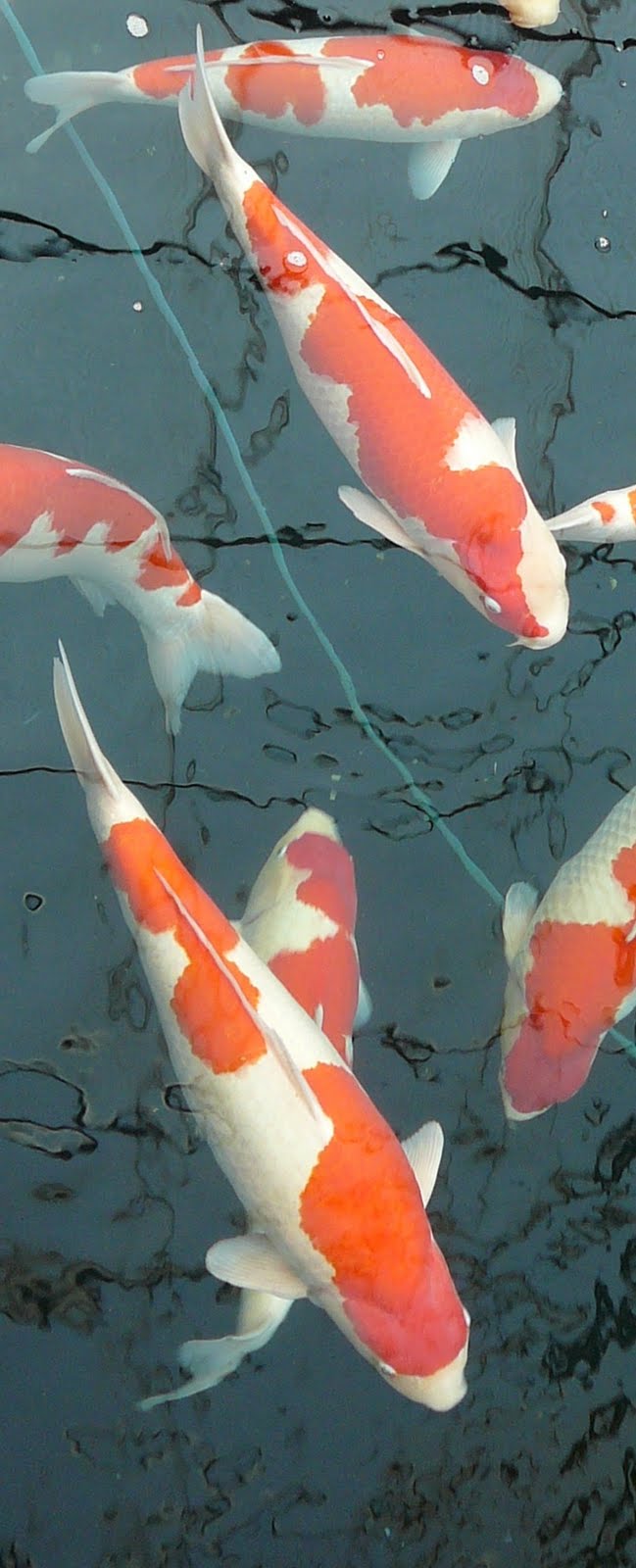 [27_oktober_Koi_reis_Japan_5562.JPG]