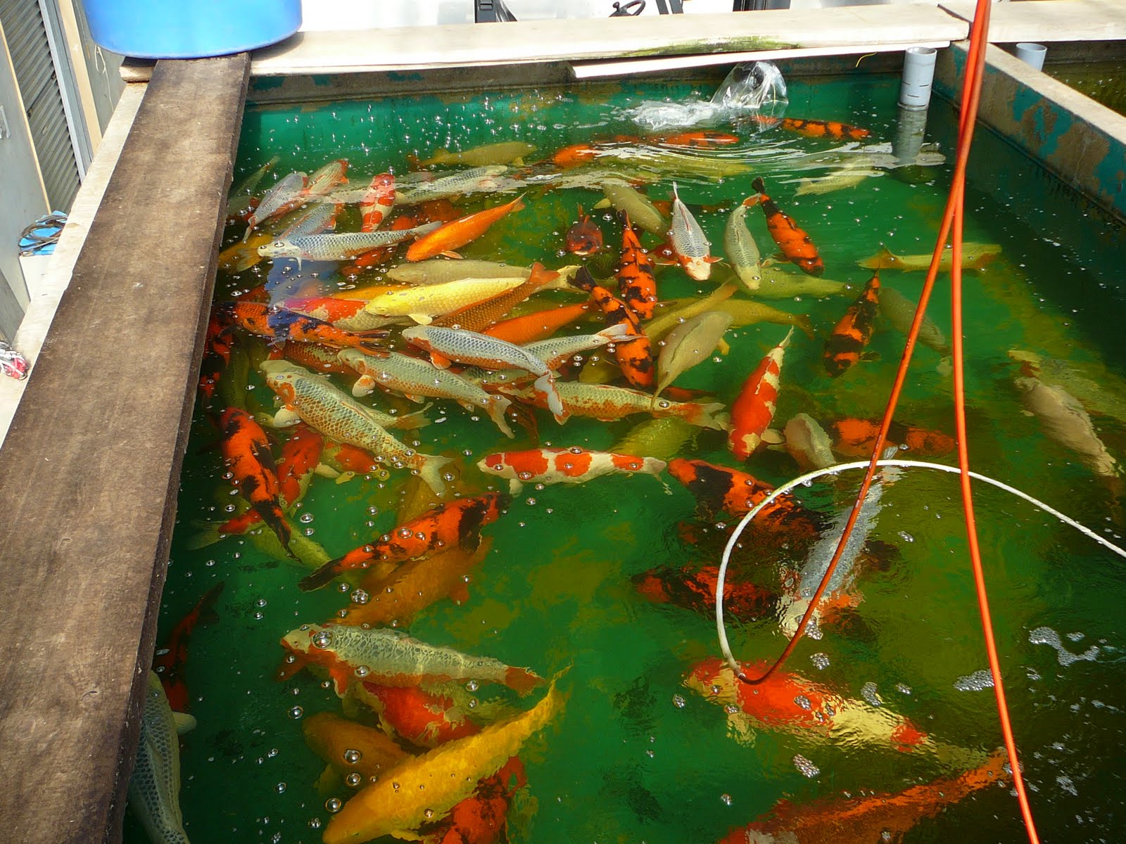 [Hirasawa+(marusei)2.JPG]