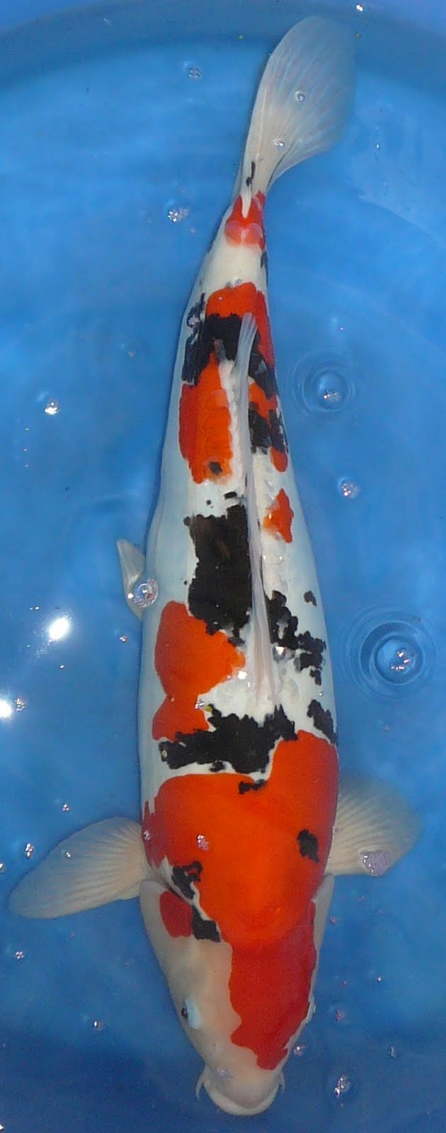 [Maruhide+sanke.JPG]