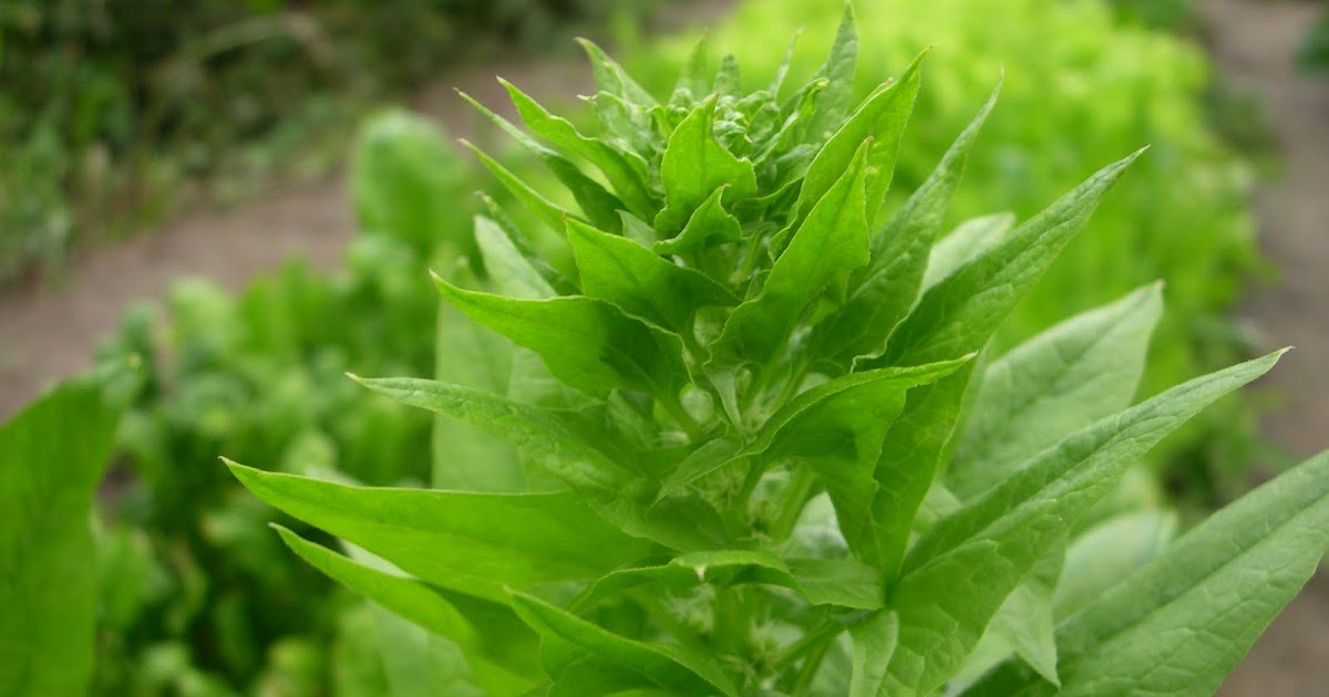 Stanton St. Farms Bolting Spinach / Bolting Arugula