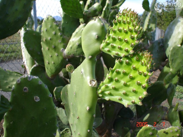 LISTADO DE PLANTAS EN PELIGRO DE EXTINCION listado de plantas en peligro de extincion: