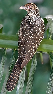 Indian Birds and Harbels : Asian Koel State Bird of Pondicherry