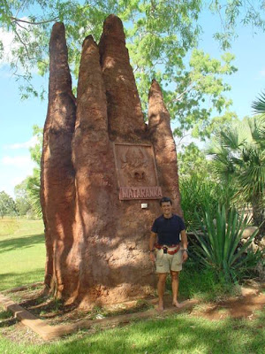 Termitero australiano