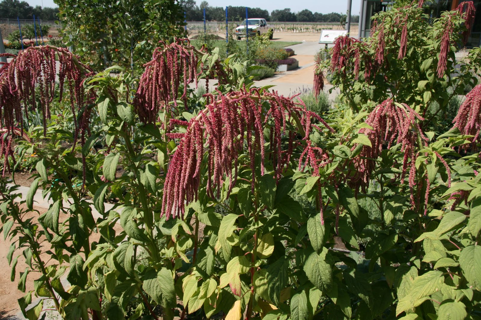 UC Davis Good Life Garden Amaranth Overview