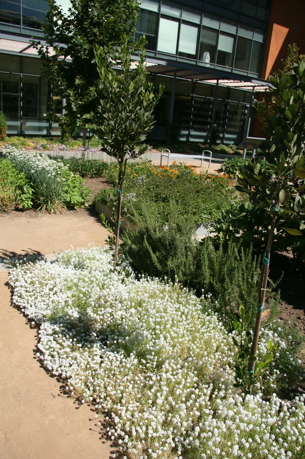 UC Davis Good Life Garden Decorating Your Edible Garden with Alyssum!