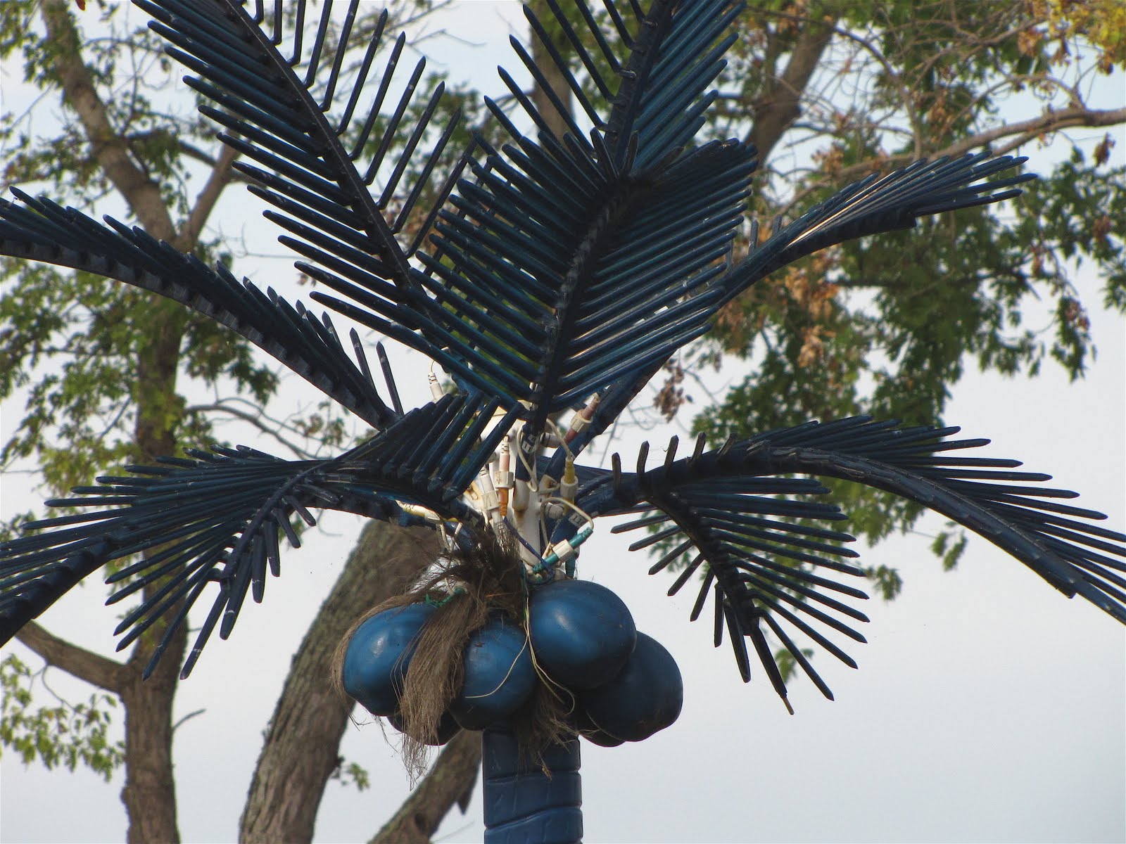 What Palm Trees Are Native To Kentucky at Shirley Flores blog