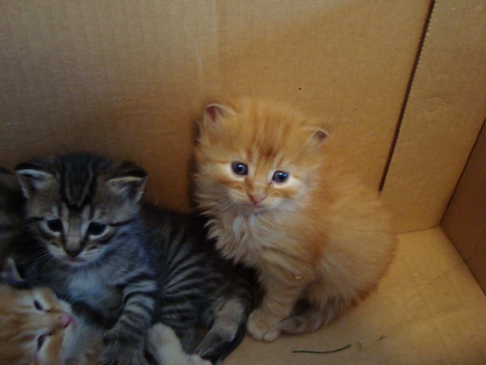 CARTOOON !!!!  Box+of+Kittens