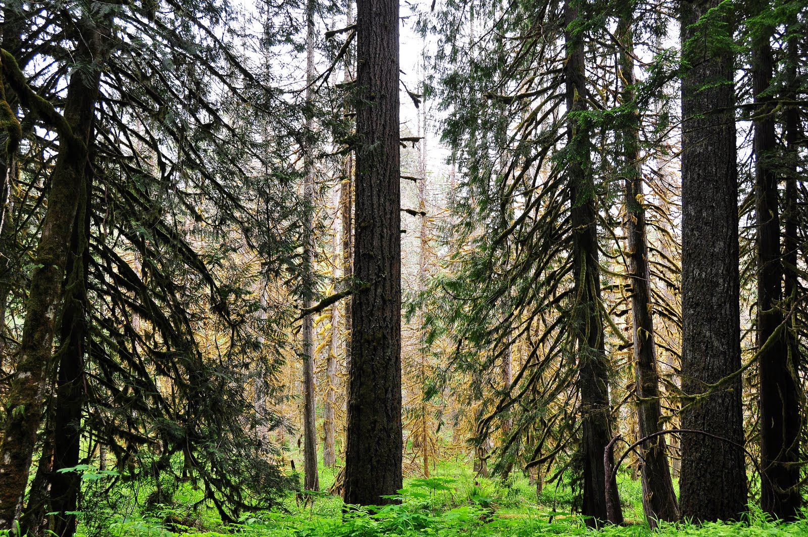 Nikon Sniper The Smell Of The Forest