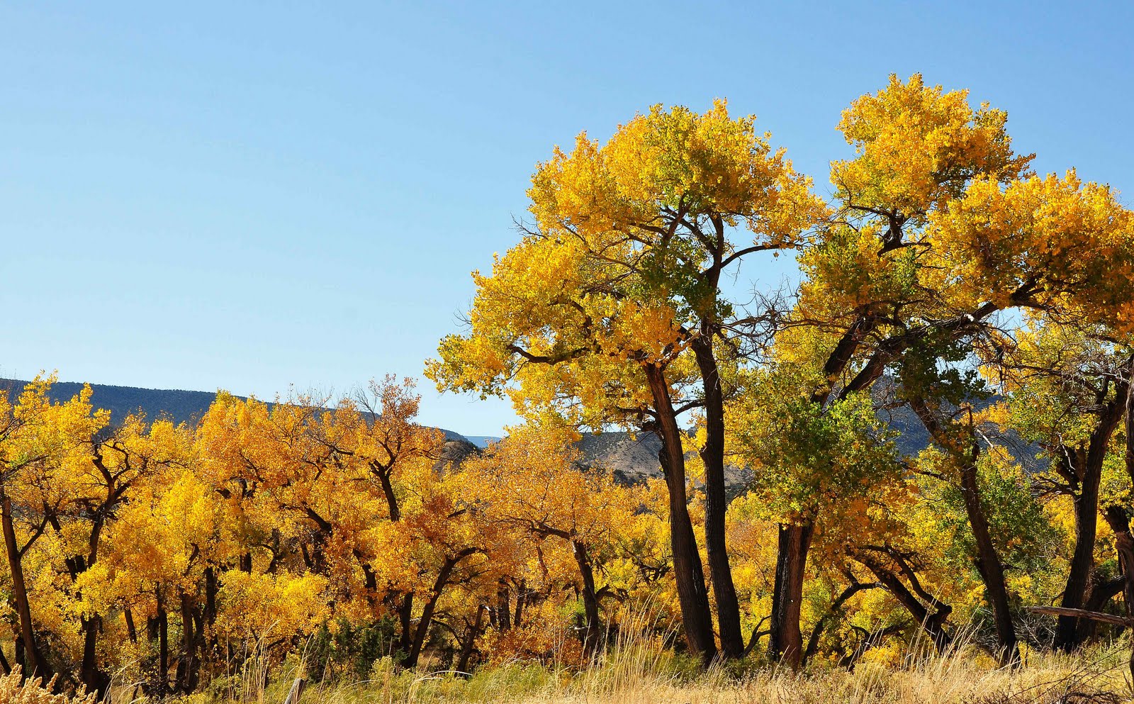 Nikon Sniper Fall Colors In New Mexico