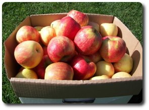 [appletrip13.jpg]