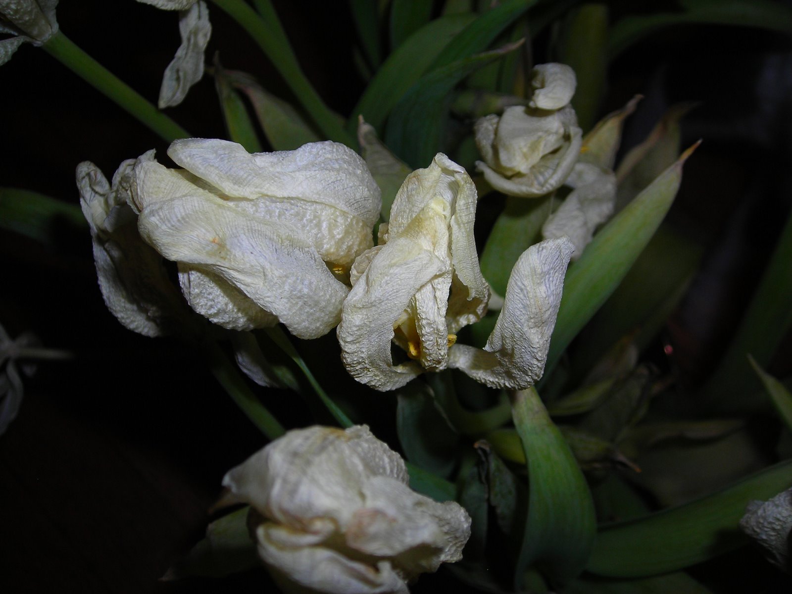 [closeup+tulips+2.JPG]