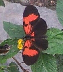 [mariposario.JPG]