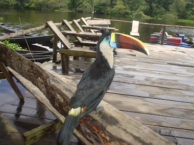 TUCAN EN EL AMAZONAS