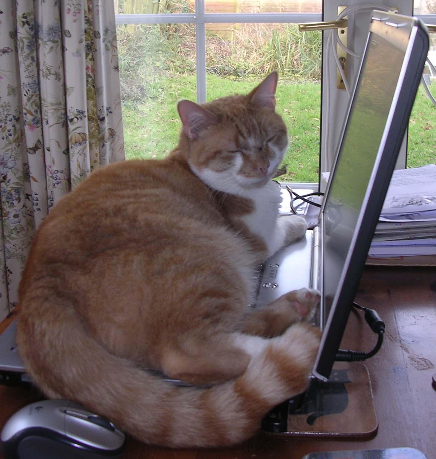 [fox+laying+on+pc1.jpg]