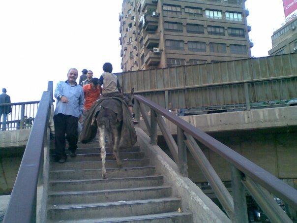 [donkeysteps.jpg]