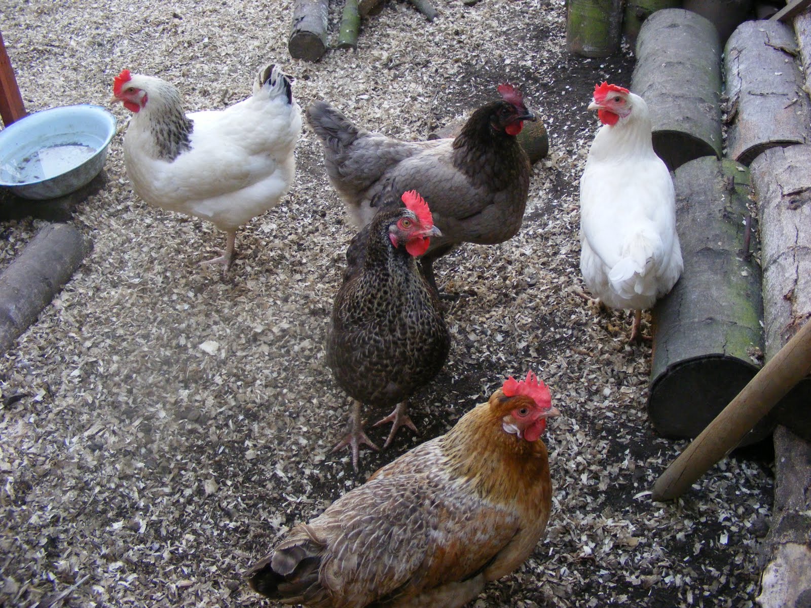 Rosie Chicken