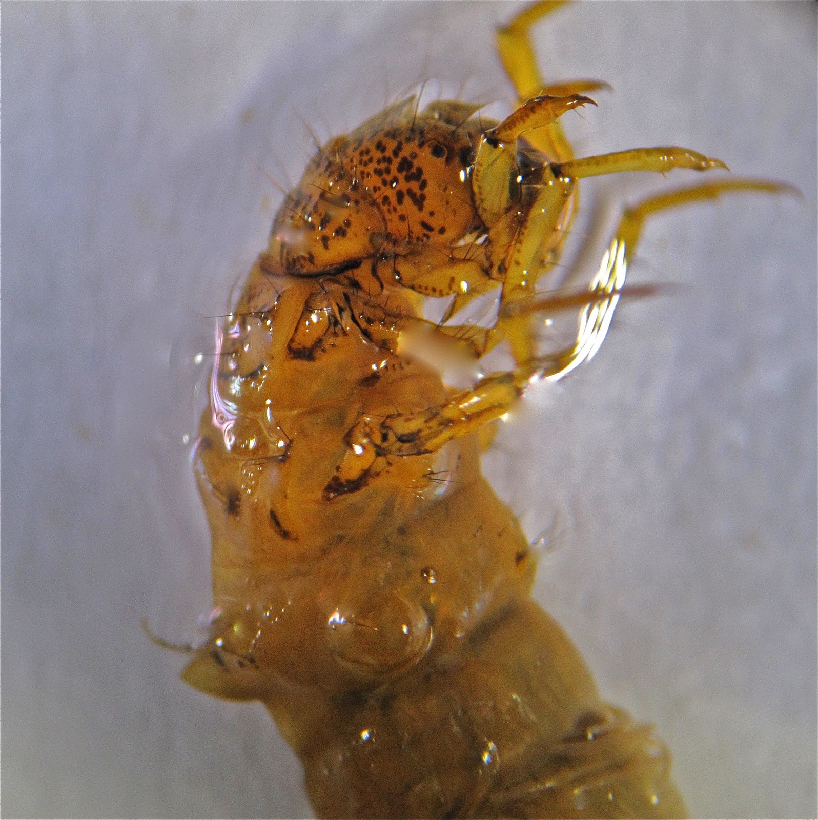Aquatic Insects of Central Virginia The "Humpless Case Maker" Caddisfly (family Brachycentridae)