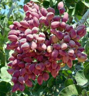 Antep Fıstığı