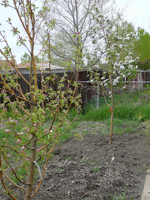 Honeycrisp Apple Trees