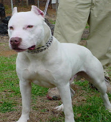 pitbull