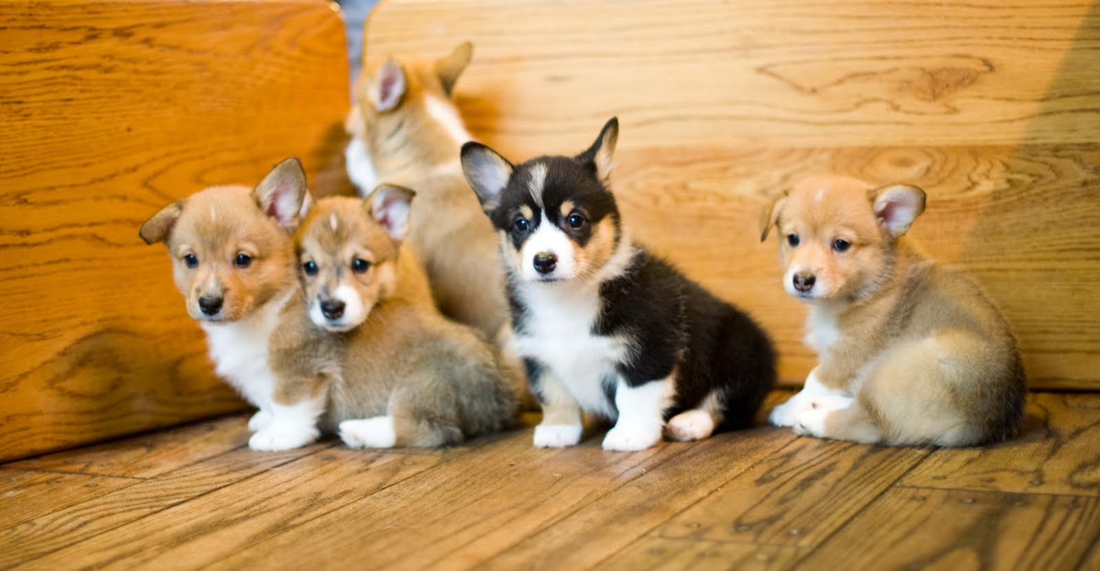 Thompson Spring 2010 litter