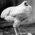 Insólito - Mike, el pollo que vivió sin cabeza 18 meses