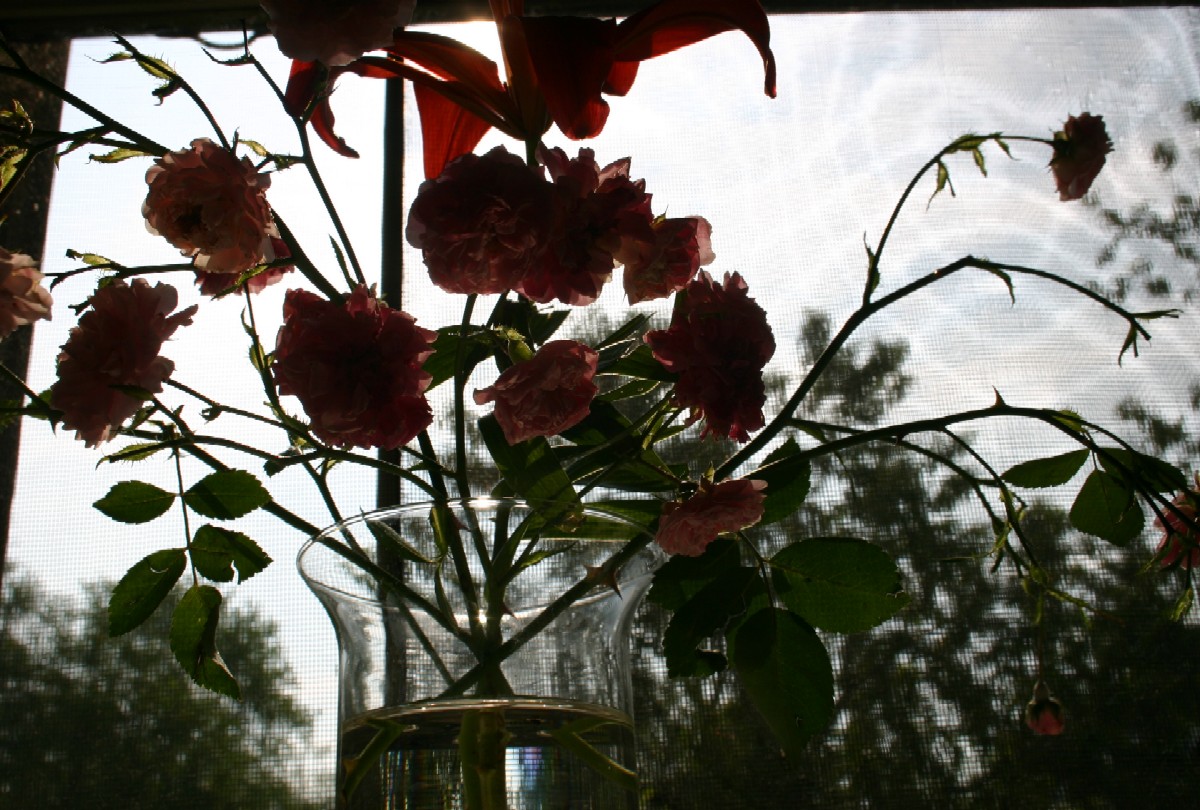 http://4.bp.blogspot.com/_J3pJojTTW1E/TAPO8CBCZyI/AAAAAAAABSo/WHrxdKZnpEA/s1600/lilly_roses_sun.jpg