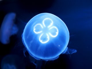 [glowing+jellyfish.jpg]