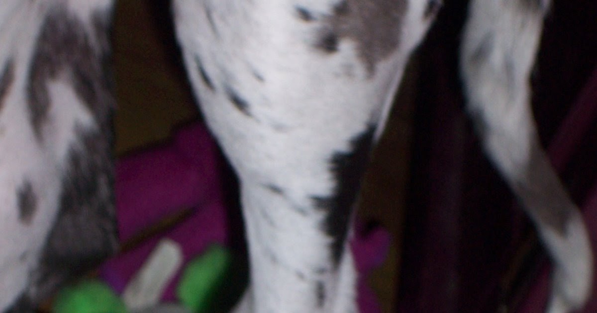 Pet Dog Breeds: Hypertrophic Osteodystrophy Bone Disease on Dogs