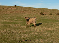 On a walk to Llangollen