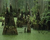 Grand Bois Swamp