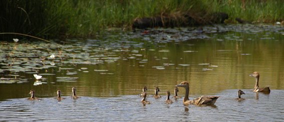 [billabong+duck+crop+e.jpg]