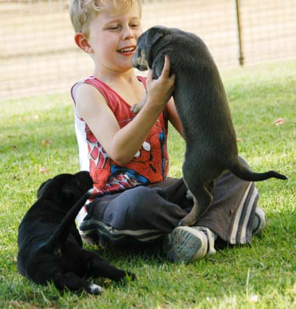 [puppies+dashplay1+e.jpg]