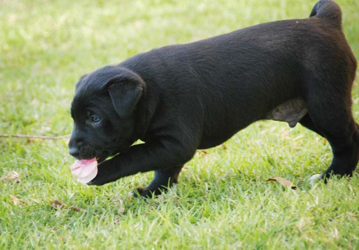 [puppies+blackplay+e.jpg]