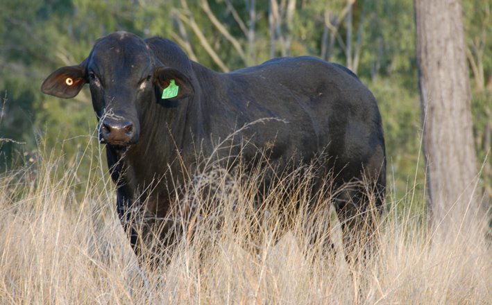 [bullflowers_0468.jpg]