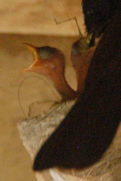 [wagtail_1673+close.jpg]