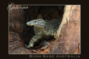 Bush Babe prints